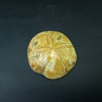 Окаменелый морской ёж большой №2