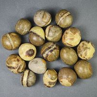 Септария галтовка / 1 упаковка - 100 гр