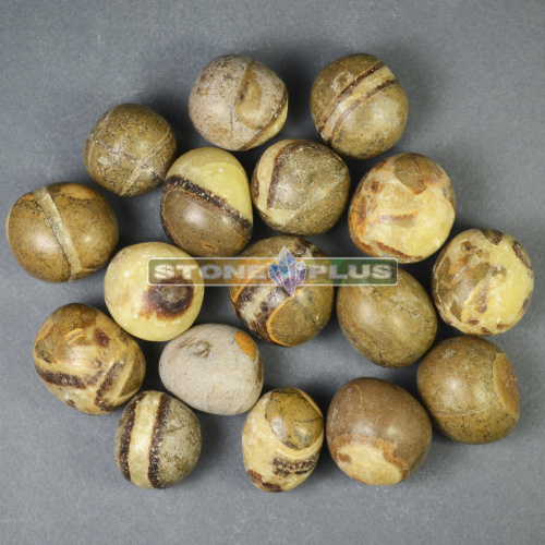 Септария галтовка / 1 упаковка - 100 гр