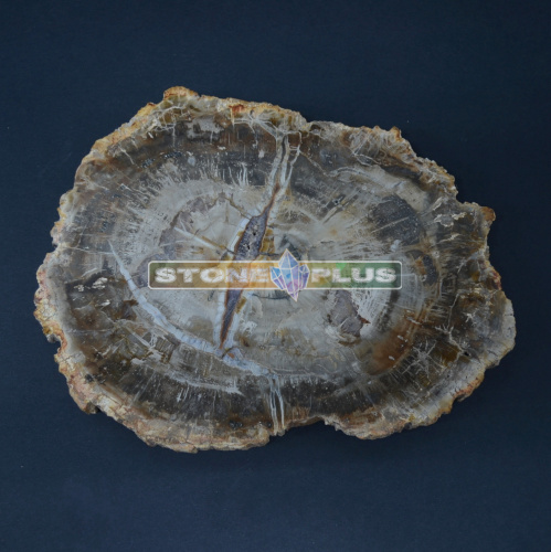 Срез Окаменелого дерева  №1