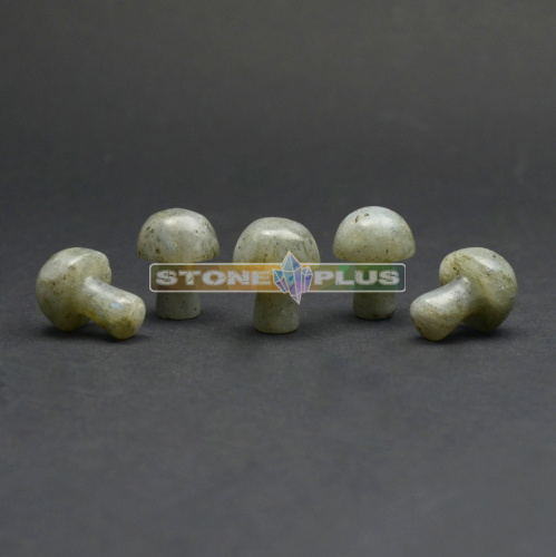 Гриб из лабрадора